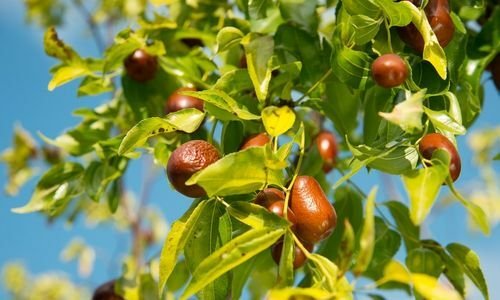 Hünnap Fidanı Özellikleri