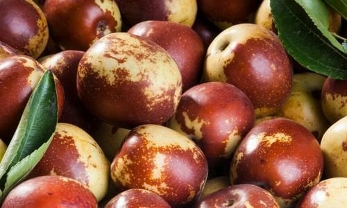 Hünnap Fidanı Satışı