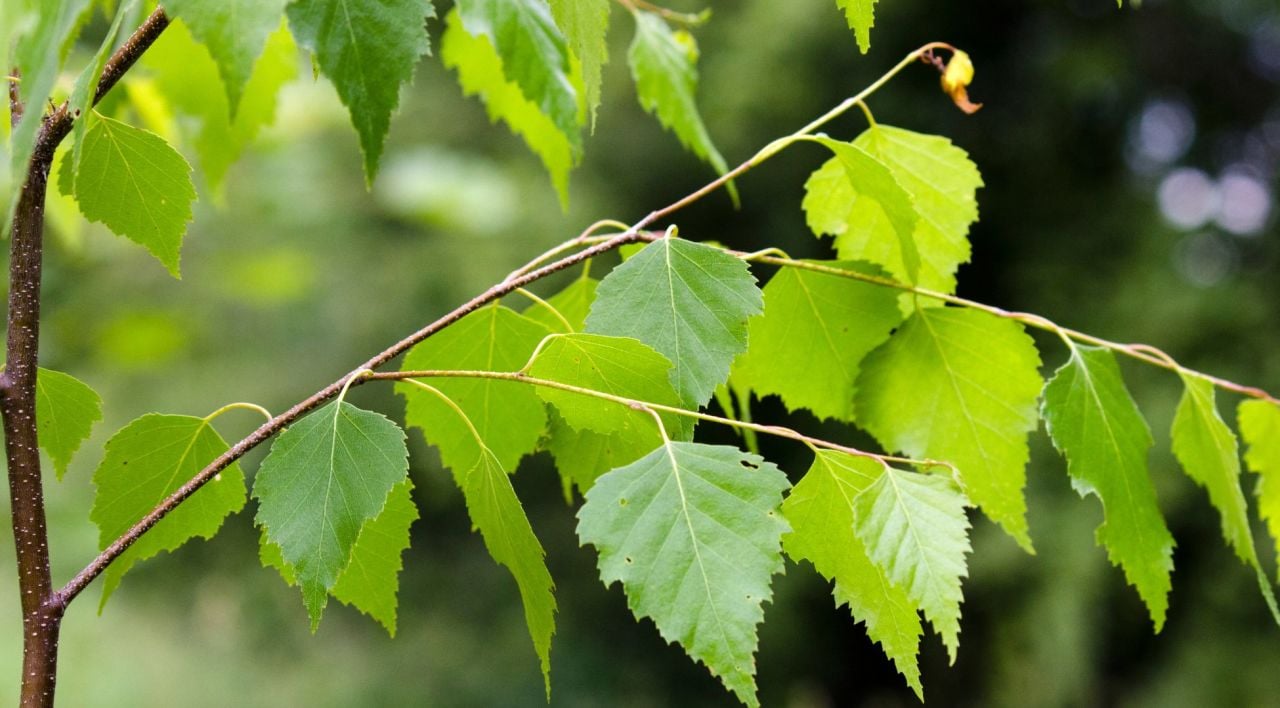 Huş Ağacı Genel Özellikleri