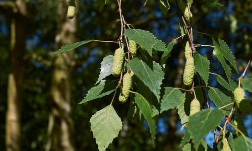 Huş Ağacı Bakımı
