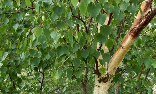 Huş Ağacı Satışı