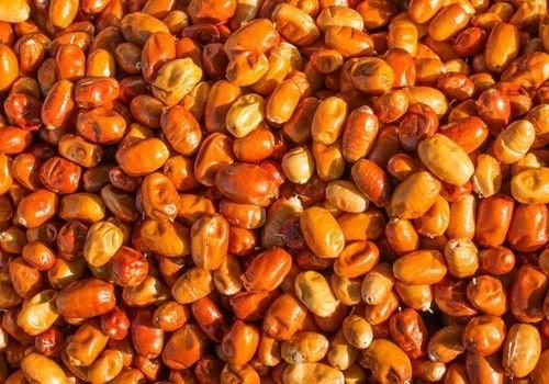 İğde Fidanı Bakımı