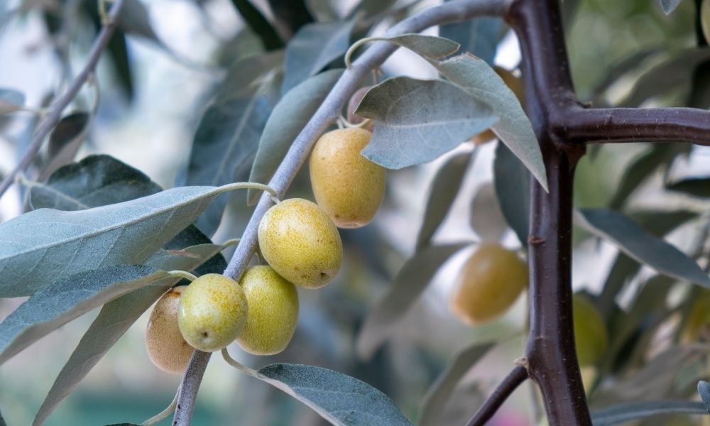 İğde Fidanı Nasıl Yetiştirilir?