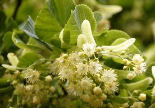 Ihlamur Fidanı Bakımı