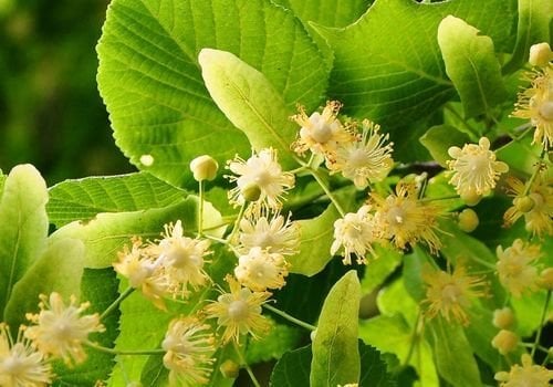 Ihlamur Fidanı Çeşitleri