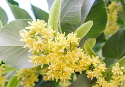 Ihlamur Fidanı Fiyatı