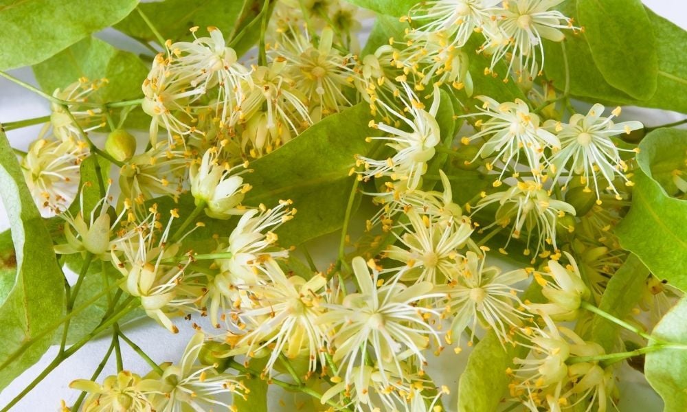 Ihlamur Ağacı Fiyatı