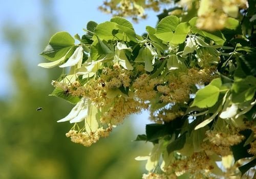 Ihlamur Fidanı Satışı