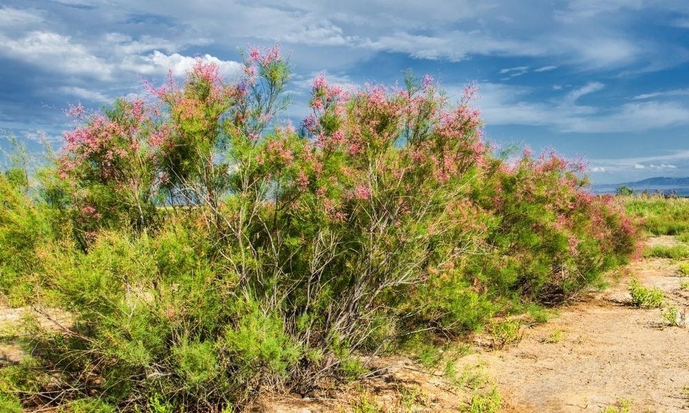 Ilgın Ağacı Özellikleri