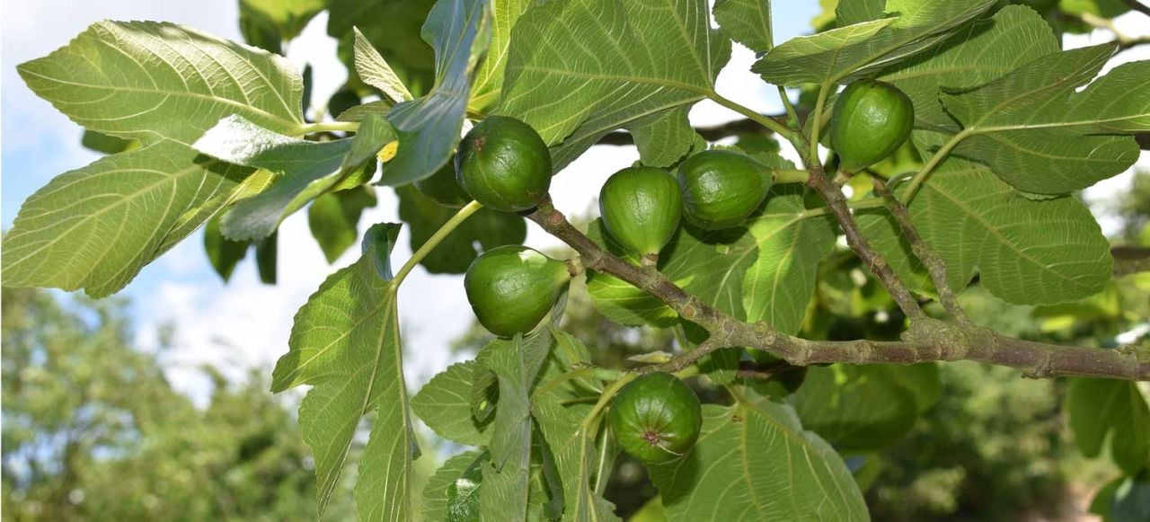 Soğuğa Dayanıklı İncir Fidanları