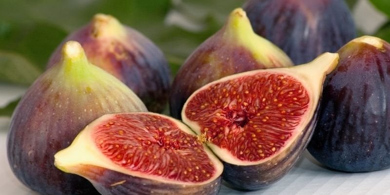 İncir Fidanı Bakımı