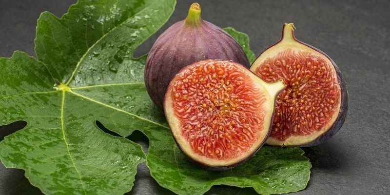 İncir Fidanı Çeşitleri