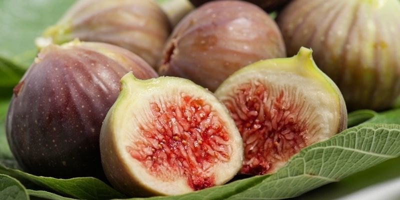 İncir Fidanı Satışı