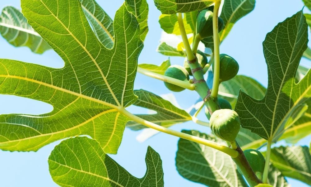 İncir Fidanı Ne Zaman Dikilir?