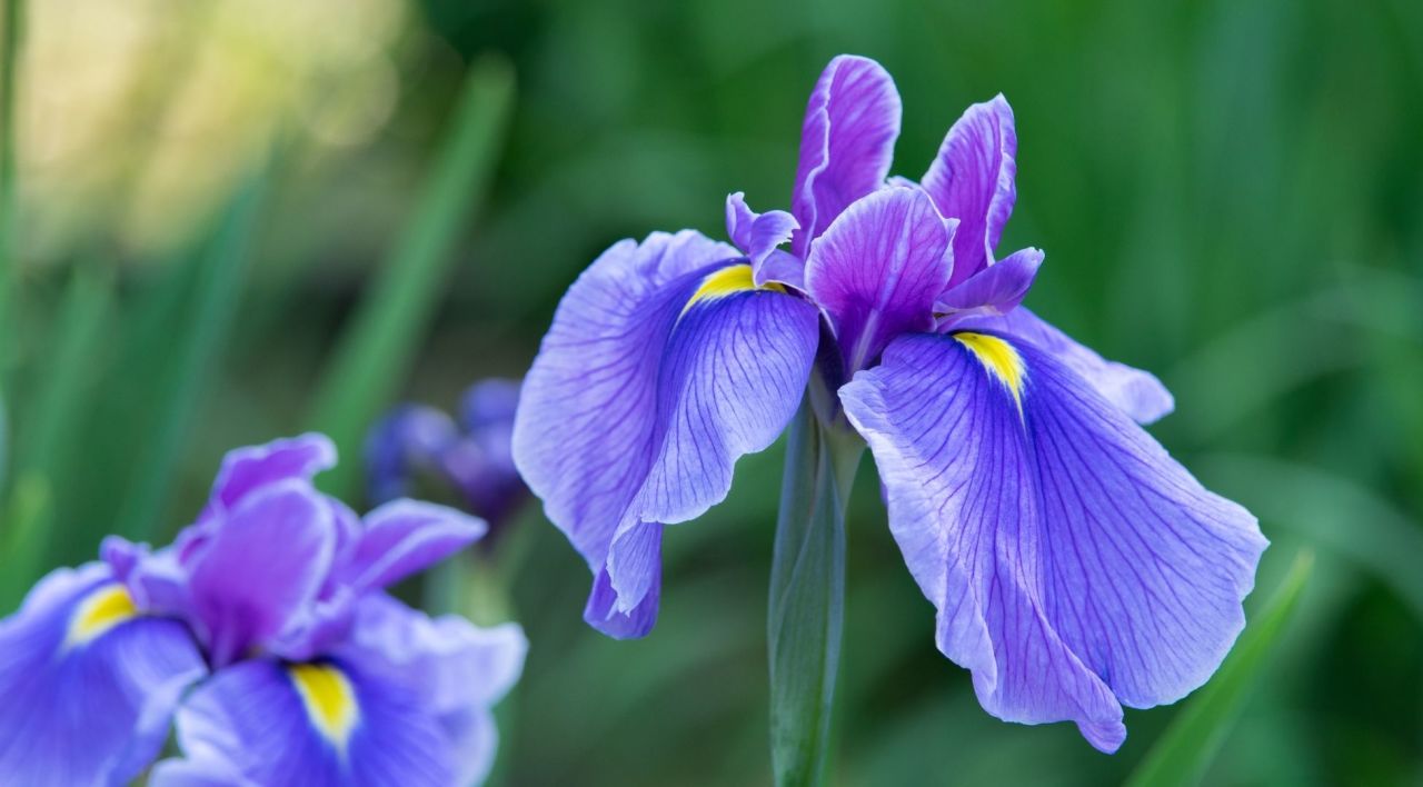 Süsen Susam Çiçeği Bakımı