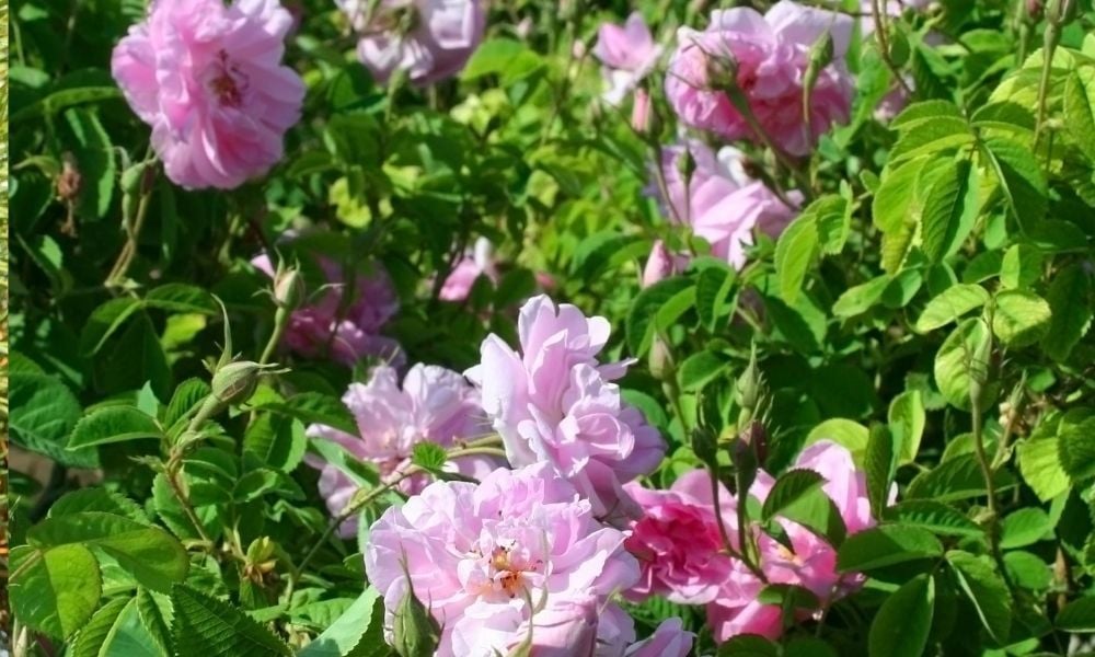 Isparta Gülü Satışı