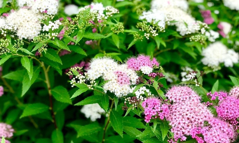 İspirya Çiçeği Bakımı