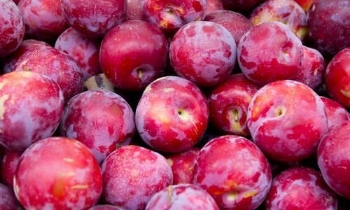 İtalyan Eriği Fidanı Bakımı