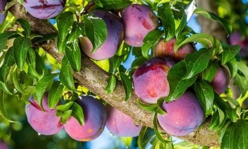 İtalyan Eriği Fidanı Çeşitleri