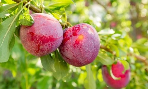 İtalyan Eriği Fidanı Fiyatı