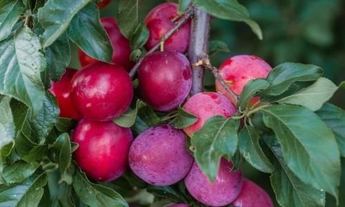 İtalyan Eriği Fidanı Özellikleri
