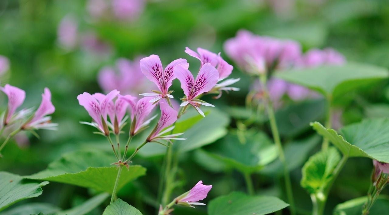 Itır Çiçeği Bakımı