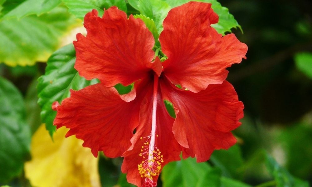 Japon Gülü Çiçeği Bakımı