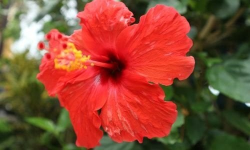 Japon Gülü Çiçeği Nereden Alınır?