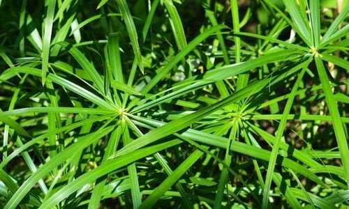 Japon Şemsiyesi Çiçeği Bakımı