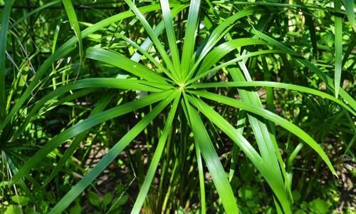 Japon Şemsiyesi Çiçeği Özellikleri