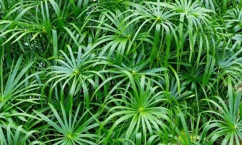 Japon Şemsiyesi Nasıl Budama Yapılır?