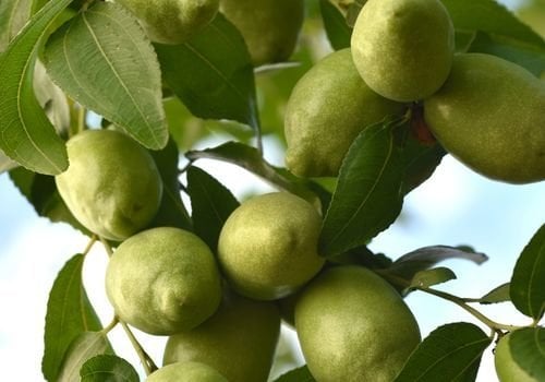 Jojoba Fidanı Çeşitleri