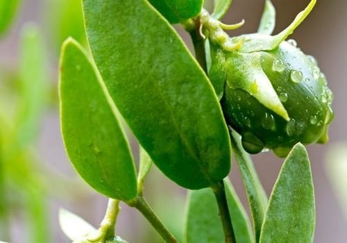Jojoba Fidanı Bakımı
