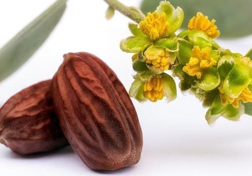 Jojoba Fidanı Fiyatı