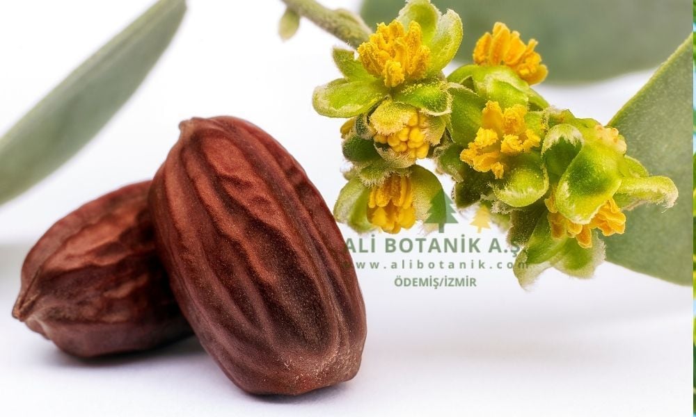 Jojoba Fidanı Özellikleri