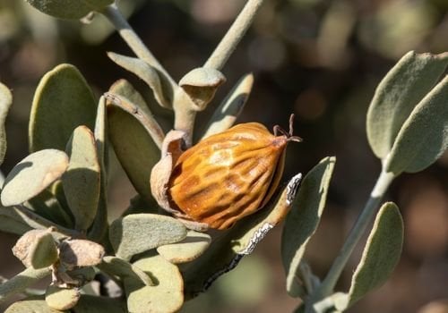 Jojoba Fidanı Özellikleri