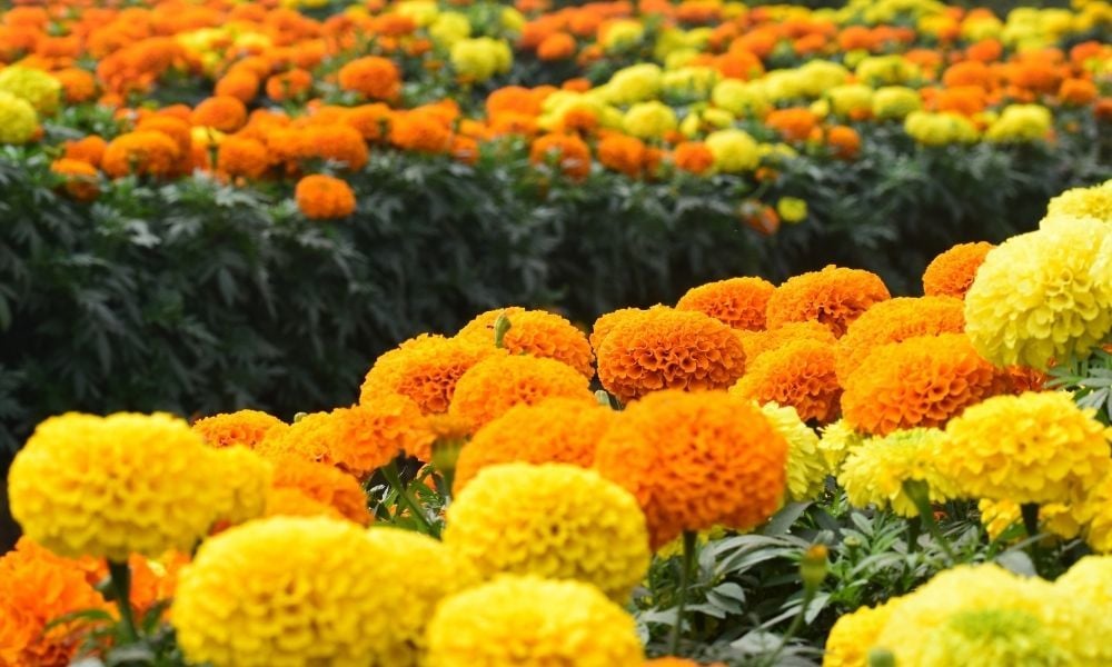 Kadife Çiçeği Özellikleri