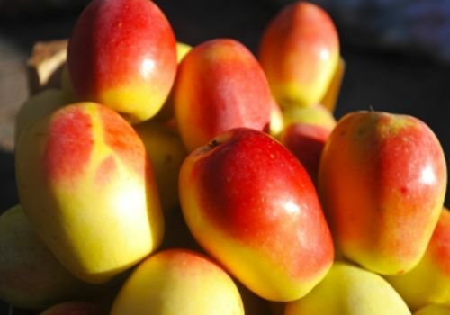 Kağızman Elması Fidanı Fiyatı