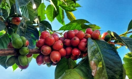 Kahve Ağacı Fidanı Bakımı