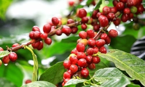 Kahve Ağacı Fidanı Özellikleri