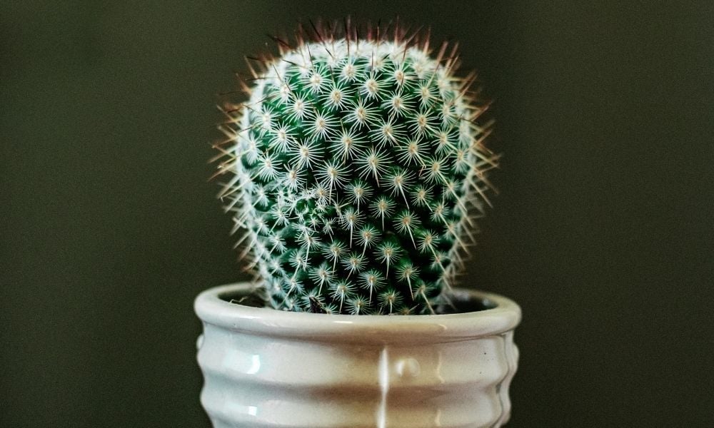 Kaktüs Bitkisi Nasıl Yetiştirilir?