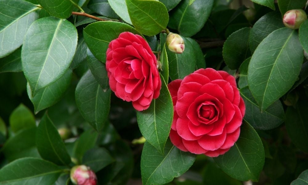 Kamelya Çiçeği Bakımı