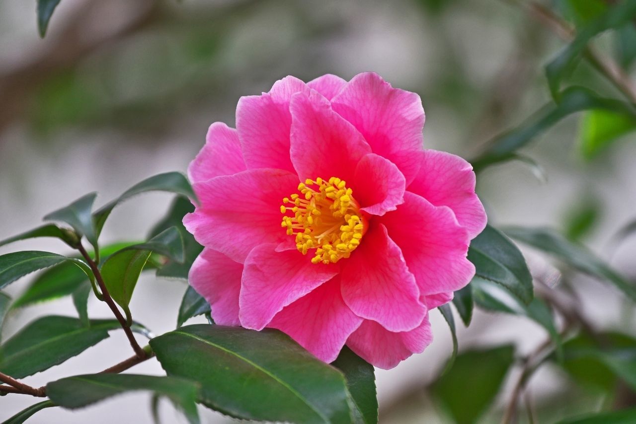 Kamelya Çiçeği Ne Zaman Açar