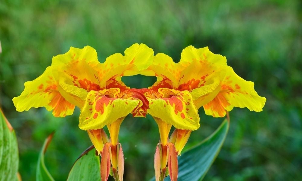 Kana Çiçeği Bakımı