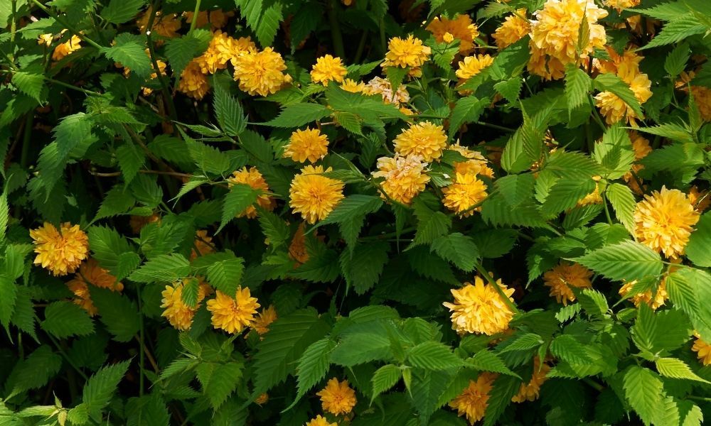 Kanarya Gülü Satın Al