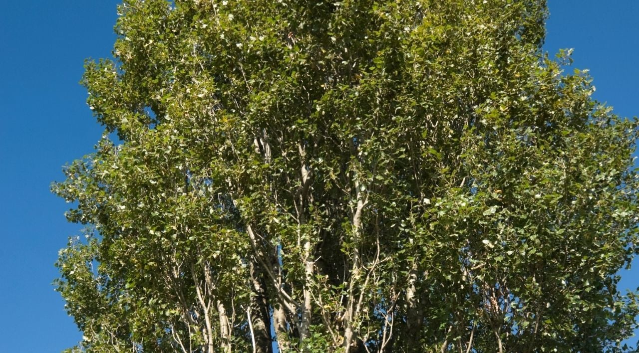 Kara Kavak Fidanı Özellikleri