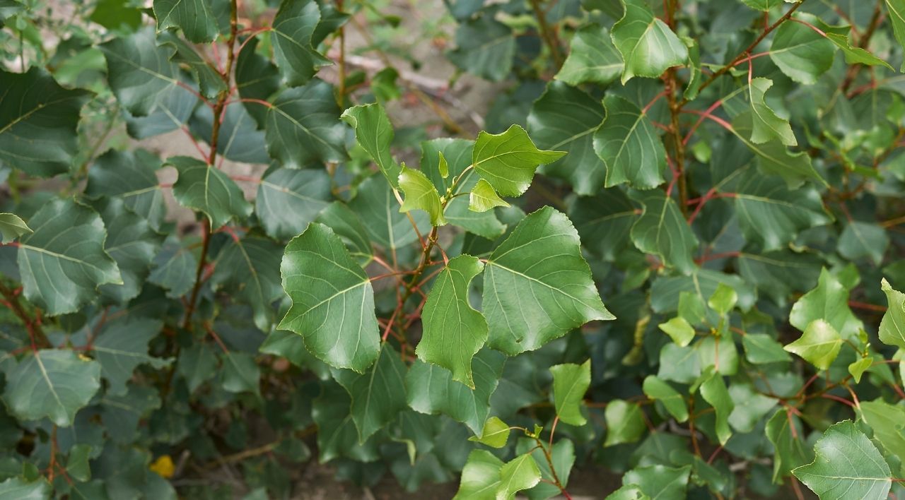 Kara Kavak Fidanı Satışı