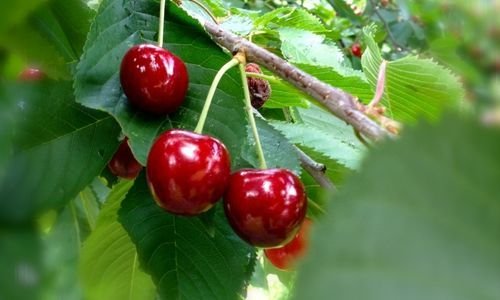 Kara Kiraz Fidanı Bakımı