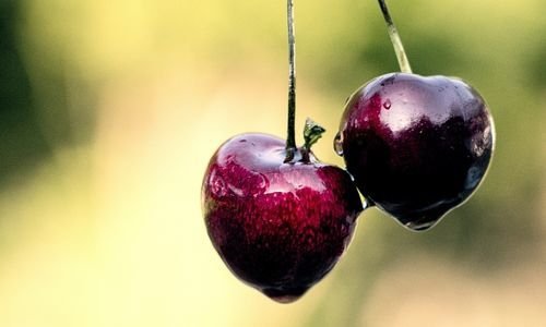 Kara Kiraz Fidanı Çeşitleri