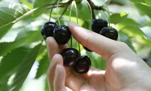 Kara Kiraz Fidanı Fiyatı